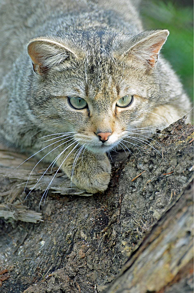 Wildkatzendorf Hütscheroda